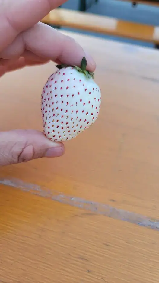 Someone holding a white strawberry with red seeds.