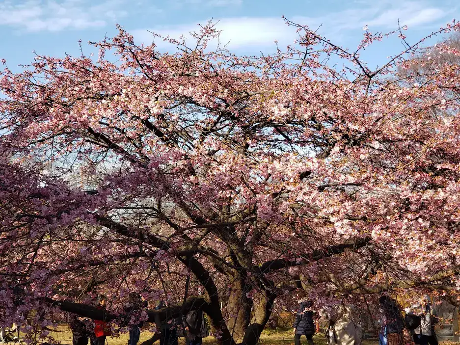 Blossoming plum tree in Japan, ideal for first-time visitors planning spring trips.