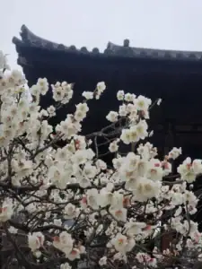 White plum blossoms in full bloom dominate the foreground with a traditional dark-roofed building in the misty background, creating a serene scene.