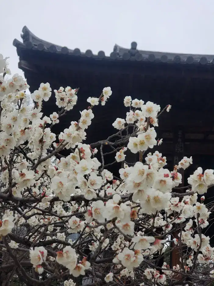 White plum blossoms in full bloom dominate the foreground with a traditional dark-roofed building in the misty background, creating a serene scene.