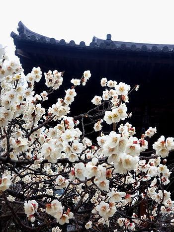 White plum blossoms in full bloom, set against a dark traditional wooden temple roof in Tokyo, Japan. The scene conveys a serene, timeless beauty.