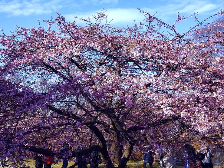 Plum blossoms in Yoyogi Park Tokyo – peaceful spring alternative to sakura