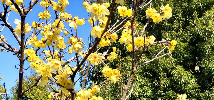 Yellow ume plum flowers bloom on branches against a bright blue sky, with green foliage in the background on a sunny day in Tokyo, Japan