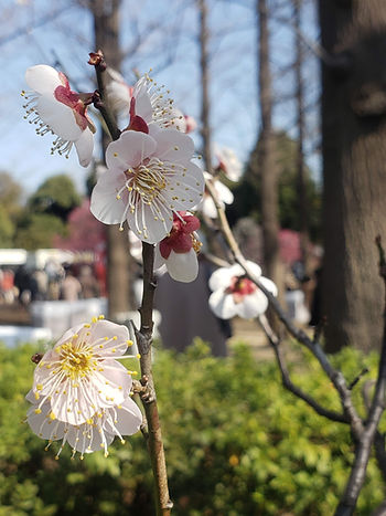 The Beauty of Ume (Plum) Blossom Season in Japan: Blooms, Umeshu, and Festivals