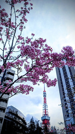 Pink plum blossoms in the foreground with a red and white tower, tokyo tower, and modern buildings in the background against a cloudy sky. Tokyo, Japan