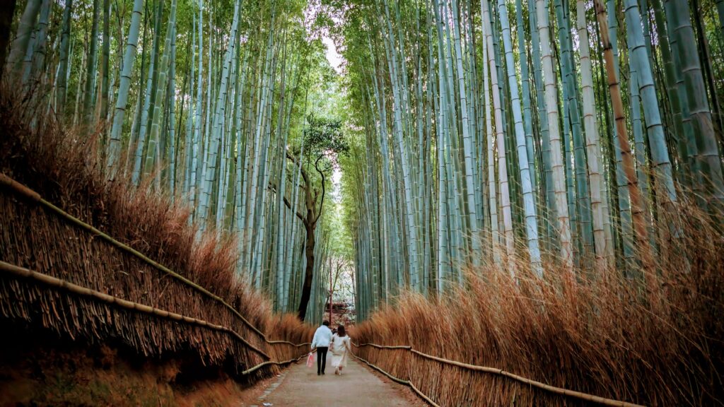 Scenic bamboo forest pathway in Kansai with tall green bamboo trees.