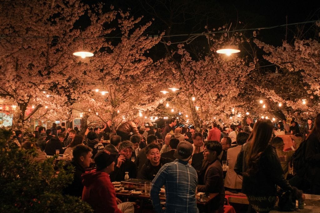 A lively nighttime gathering under cherry blossoms with string lights illuminating the crowd.