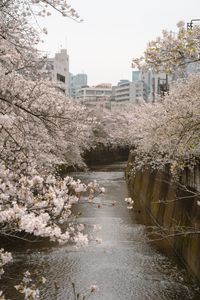 Cherry blossoms in full bloom along a canal in Tokyo, Japan, during springtime.