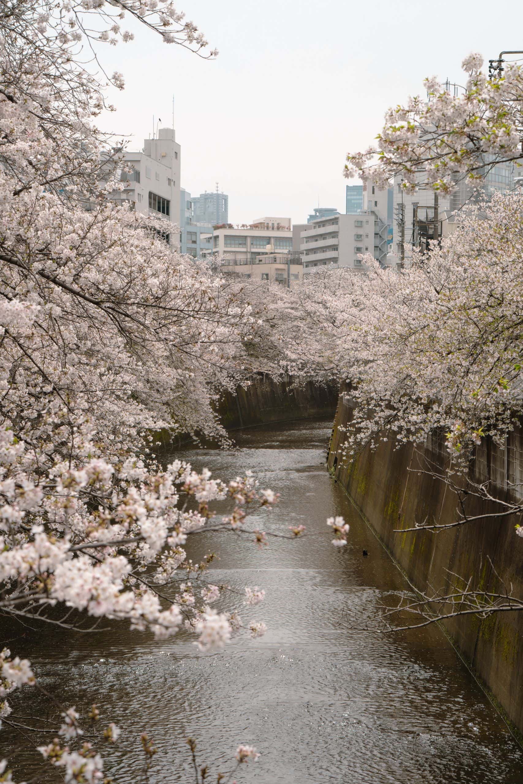 Cherry blossoms in full bloom along a canal in Tokyo, Japan, during springtime.