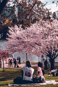 People relaxing under blooming cherry blossoms by a serene lakeside during springtime.