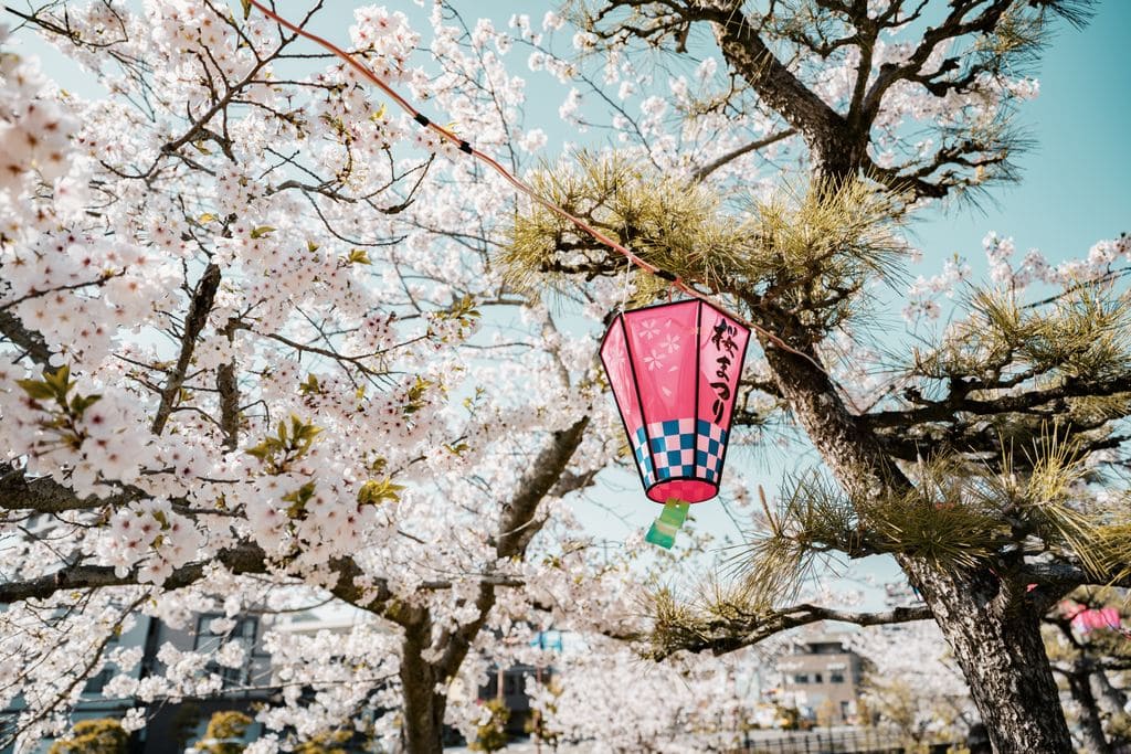 Springtime view of cherry blossoms with a traditional Japanese lantern hanging among the branches.